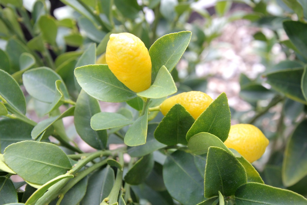 Native australian citrus